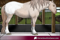 Horse Color:Red Dun Appaloosa 