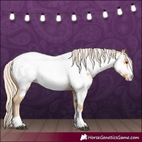 Horse Color:Palomino Appaloosa