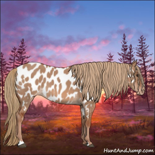 Horse Color:Red Dun Appaloosa 