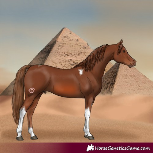Horse Color:Chestnut Tobiano 