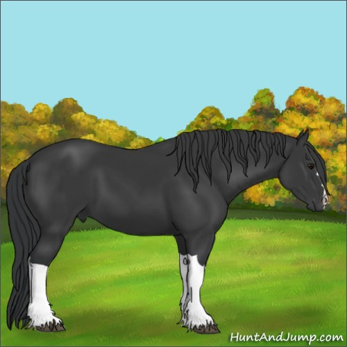 Horse Color:Black 