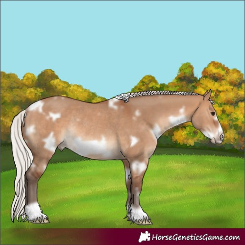 Horse Color:White Spotted Silver Brown Dun Frame Rabicano 