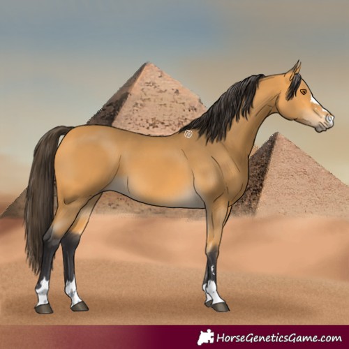 Horse Color:Buckskin 