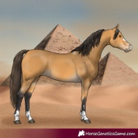 Horse Color:Buckskin 