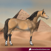 Horse Color:Buckskin 