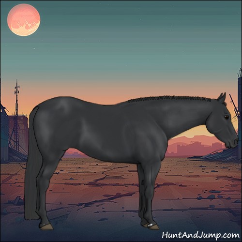 Horse Color:Black 