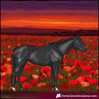 Horse Color:Black Rabicano 