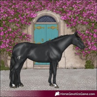 Horse Color:Black Rabicano 