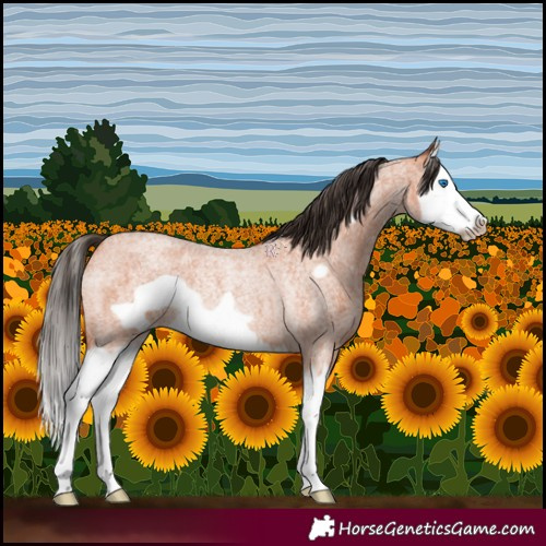 Horse Color:Bay Roan Splash Frame Rabicano 