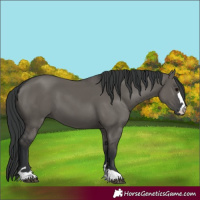 Horse Color:Grullo 