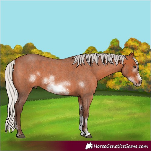 Horse Color:Silver Brown Roan Sabino Frame