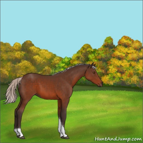 Horse Color:Silver Brown Sabino Tobiano 