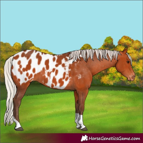 Horse Color:Silver Bay Tobiano Appaloosa 