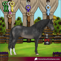 Horse Color:Black 