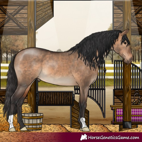 Horse Color:Brown Dun 