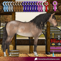 Horse Color:Bay Dun