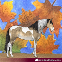 Horse Color:Buckskin Dun Sabino Tobiano 