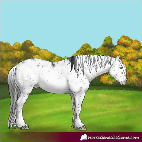 Horse Color:Brown Sabino 
