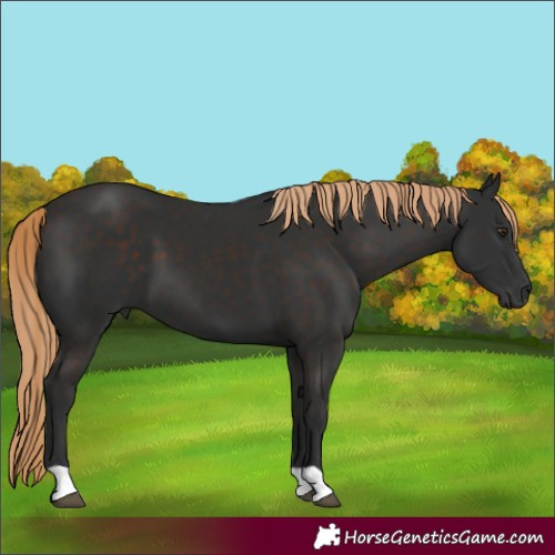 Horse Color:Liver Chestnut 