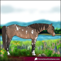Horse Color:White Spotted Brown Dun Varnish 