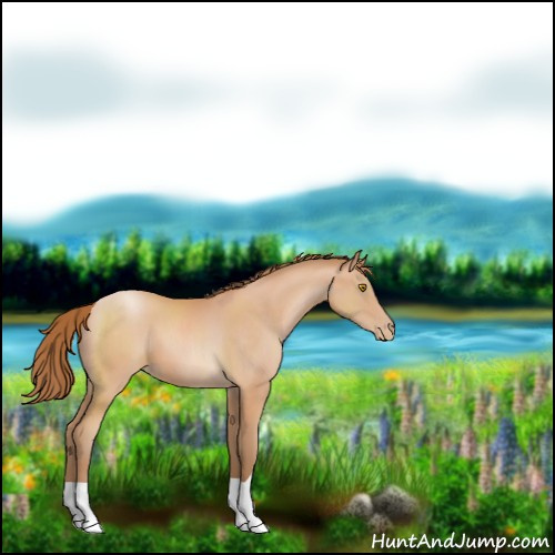 Horse Color:Bay Pearl