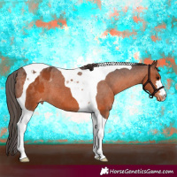 Horse Color:Brown Tobiano Appaloosa 