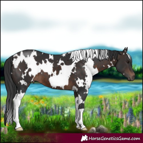 Horse Color:White Spotted Brown 