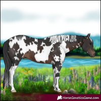 Horse Color:White Spotted Brown