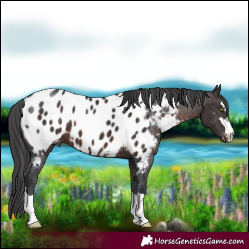 Horse Color:Brown Blanket 