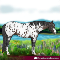 Horse Color:Brown Appaloosa 