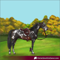 Horse Color:White Spotted Brown