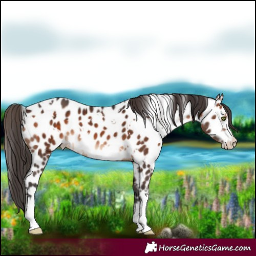 Horse Color:White Spotted Brown Near Leopard 