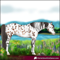 Horse Color:White Spotted Brown Appaloosa