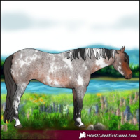 Horse Color:White Spotted Bay Roan