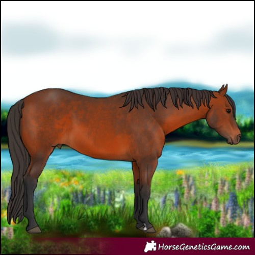 Horse Color:Bay 