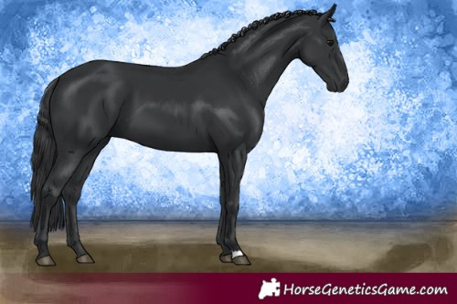 Horse Color:Black 