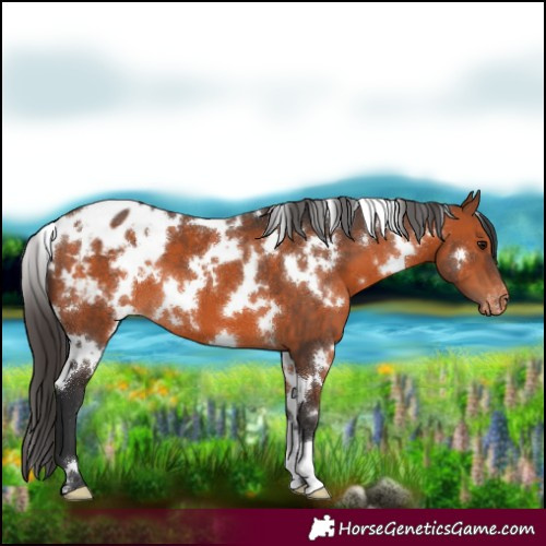 Horse Color:White Spotted Bay Blanket