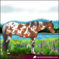 Horse Color:White Spotted Bay Appaloosa 