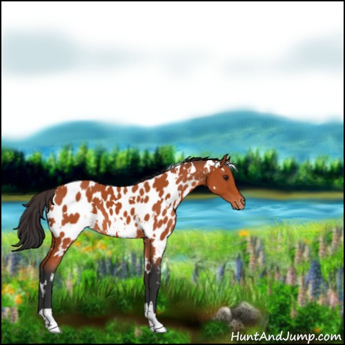 Horse Color:White Spotted Brown Appaloosa 