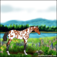 Horse Color:White Spotted Brown Appaloosa 