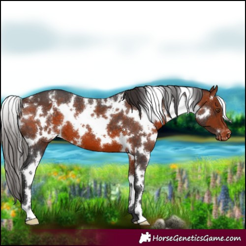 Horse Color:White Spotted Bay Varnish