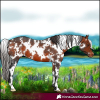 Horse Color:White Spotted Bay Varnish 