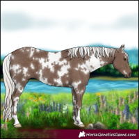 Horse Color:White Spotted Silver Black