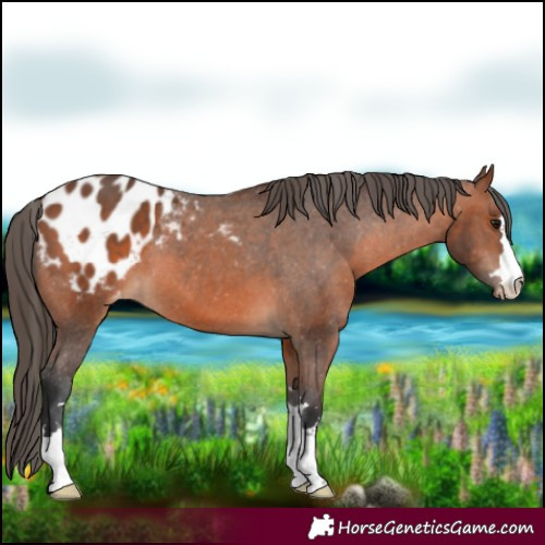 Horse Color:Bay Blanket