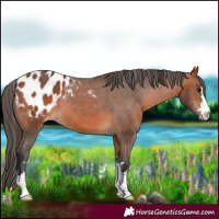 Horse Color:Bay Appaloosa