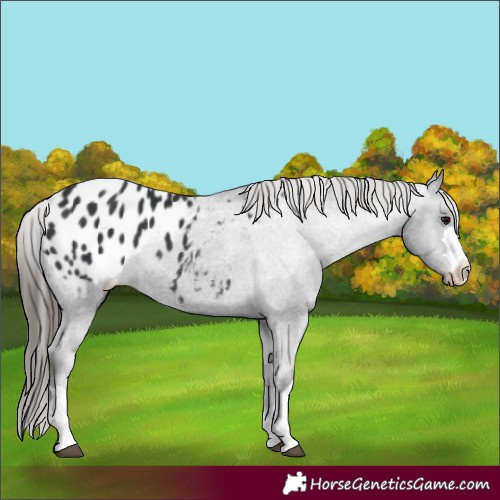 Horse Color:Black Appaloosa Rabicano 