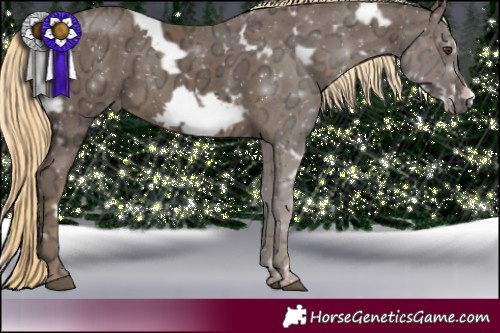 Horse Color:White Spotted Chocolate Palomino Ice Frame 