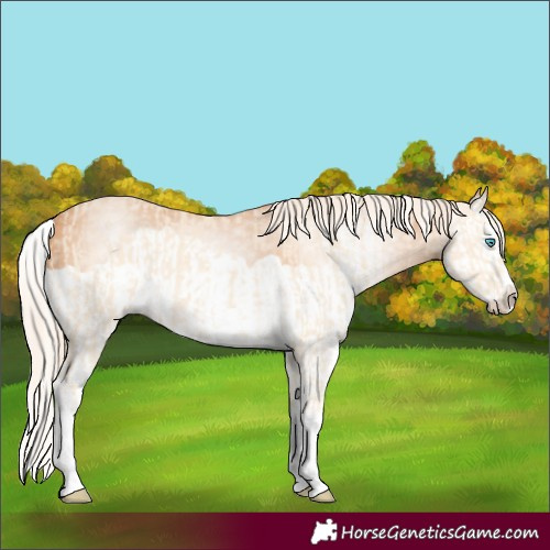 Horse Color:Cremello Splash  and Gray Cremello Splash 