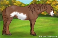 Horse Color:Chestnut Frame 