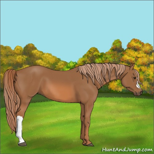 Horse Color:Unknown 
